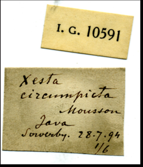 BE-RBINS-INV-Xesta-circumpicta-Mousson-nt-label.jpg