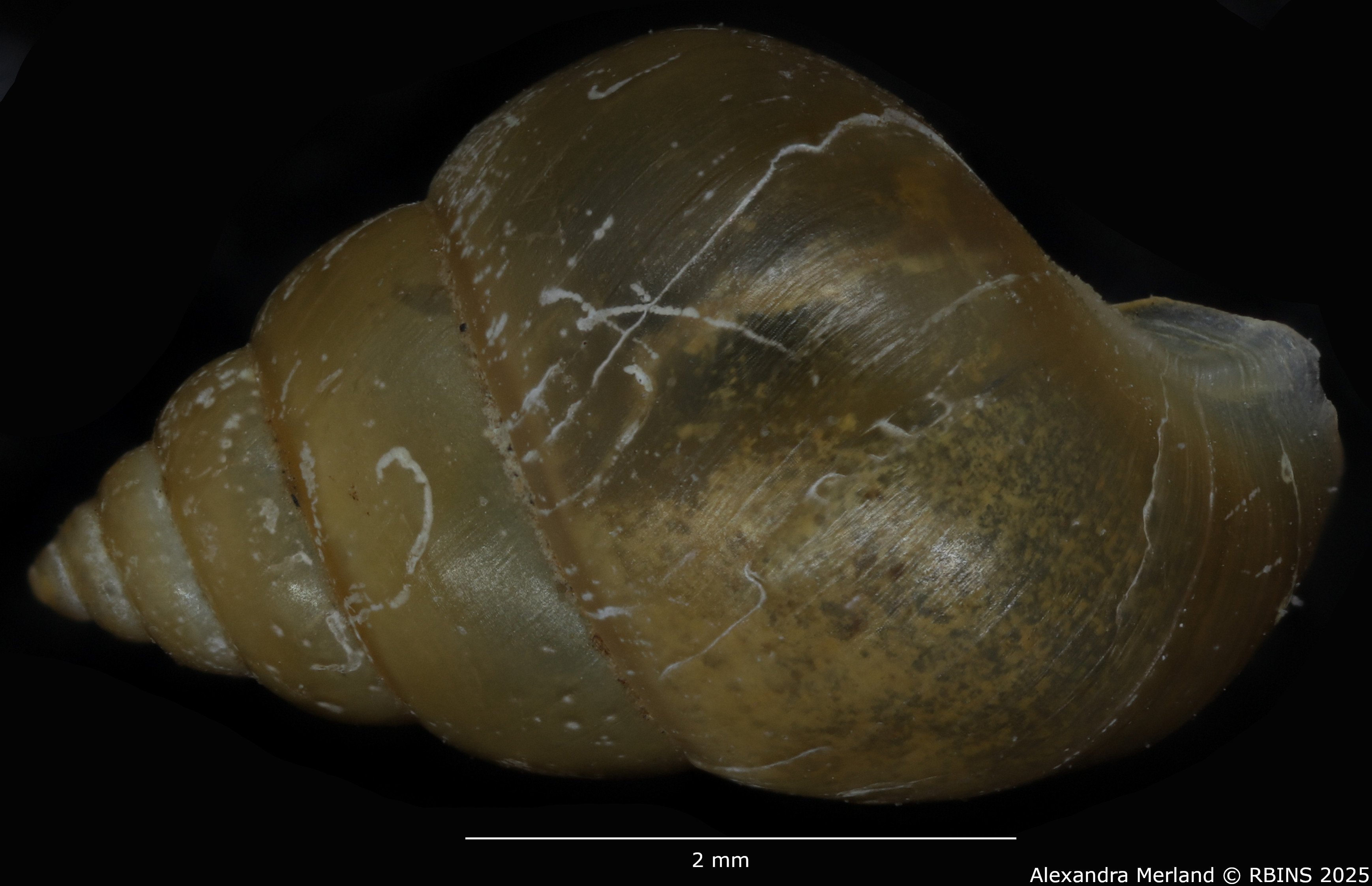 BE-RBINS-INV-MT-305-Cyclotropis-bollingi-pt-L.jpg