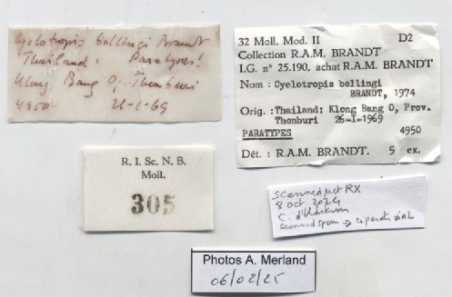 BE-RBINS-INV-MT-305-Cyclotropis-bollingi-pt-label.jpg BE-RBINS-INV-MT-305-Cyclotropis-bollingi-pt-label.jpg
