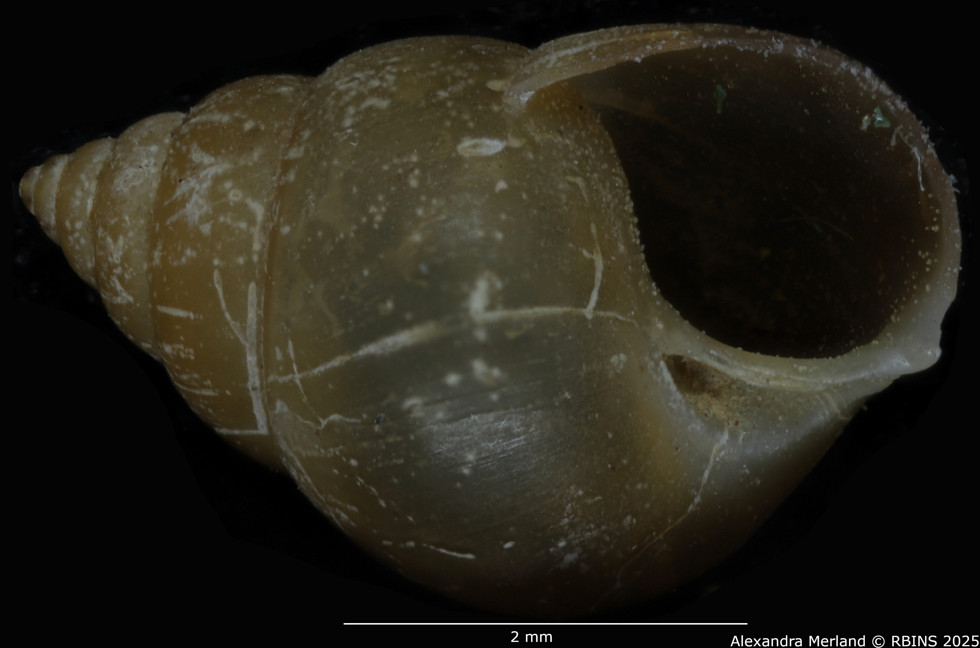 BE-RBINS-INV-MT-305-Cyclotropis-bollingi-pt-V.jpg