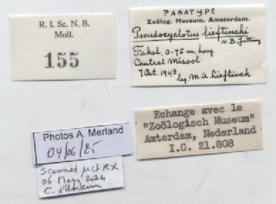 BE-RBINS-INV-MT-155-Pseudocyclotus-lieftincki-pt-label.jpg