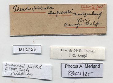 BE-RBINS-INV-MT-2125-Pseudogibbula-duponti-tpt-label.jpg