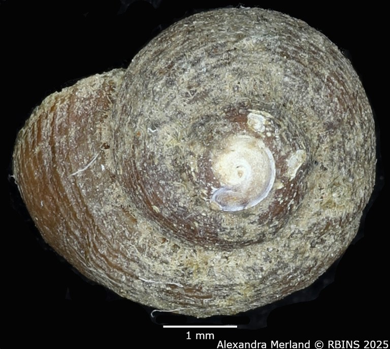 BE-RBINS-INV-MT-2125-Pseudogibbula-duponti-tpt-D.jpg