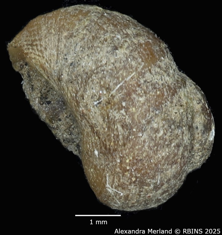 BE-RBINS-INV-MT-2125-Pseudogibbula-duponti-tpt-L.jpg
