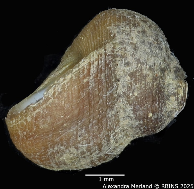 BE-RBINS-INV-MT-2125-Pseudogibbula-duponti-tpt-L2.jpg