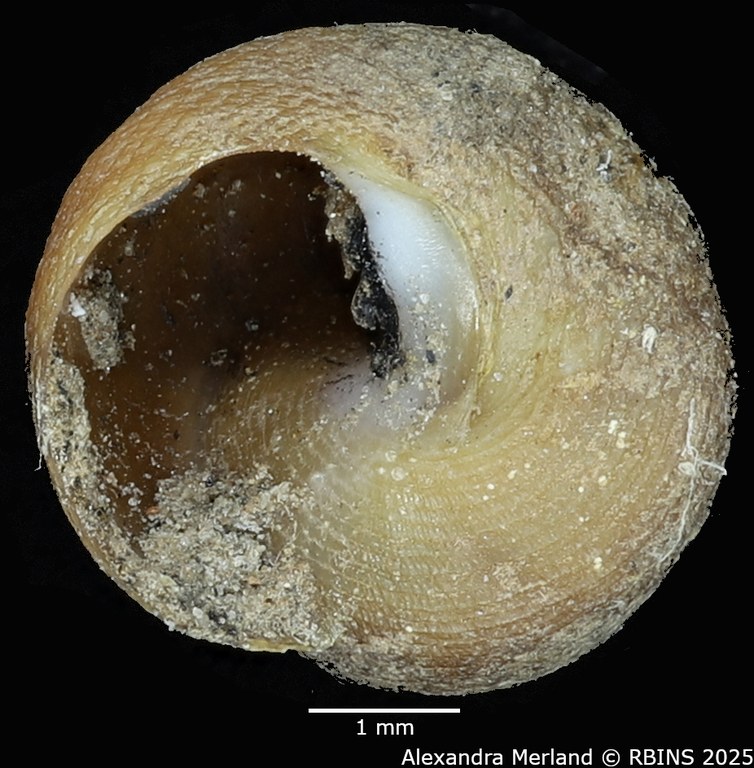 BE-RBINS-INV-MT-2125-Pseudogibbula-duponti-tpt-V.jpg