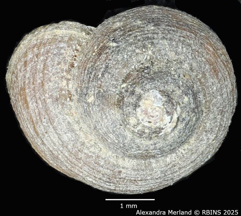 BE-RBINS-INV-MT-2127-Pseudogibbula-duponti-st-D.jpg