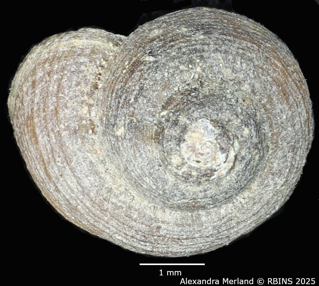 BE-RBINS-INV-MT-2127-Pseudogibbula-duponti-st-D.jpg