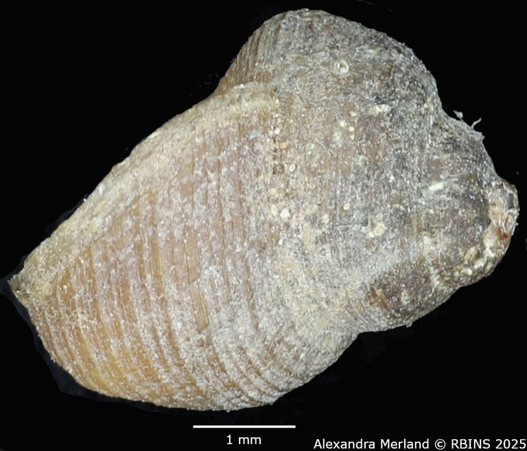 BE-RBINS-INV-MT-2127-Pseudogibbula-duponti-st-L.jpg