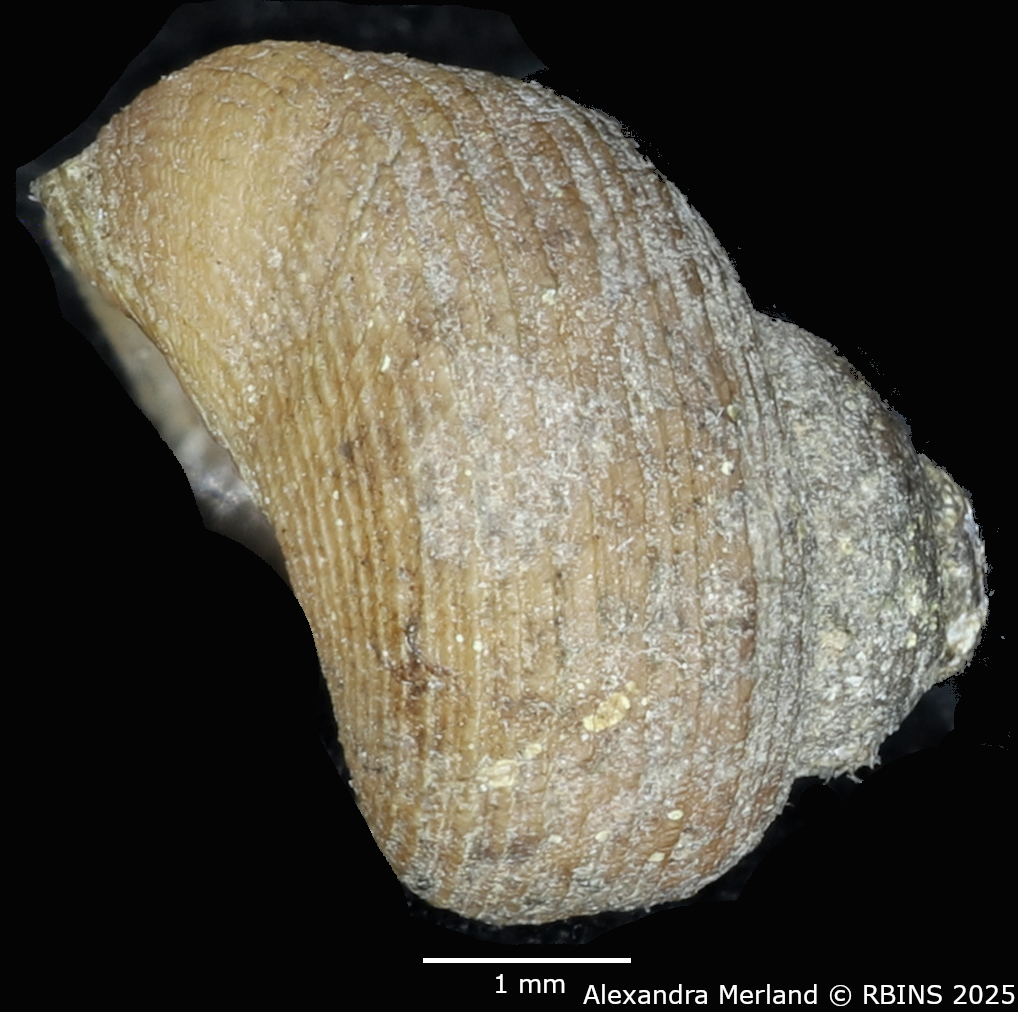 BE-RBINS-INV-MT-2127-Pseudogibbula-duponti-st-L2.jpg
