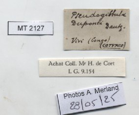 BE-RBINS-INV-MT-2127-Pseudogibbula-duponti-st-label.jpg