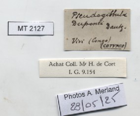 BE-RBINS-INV-MT-2127-Pseudogibbula-duponti-st-label.jpg