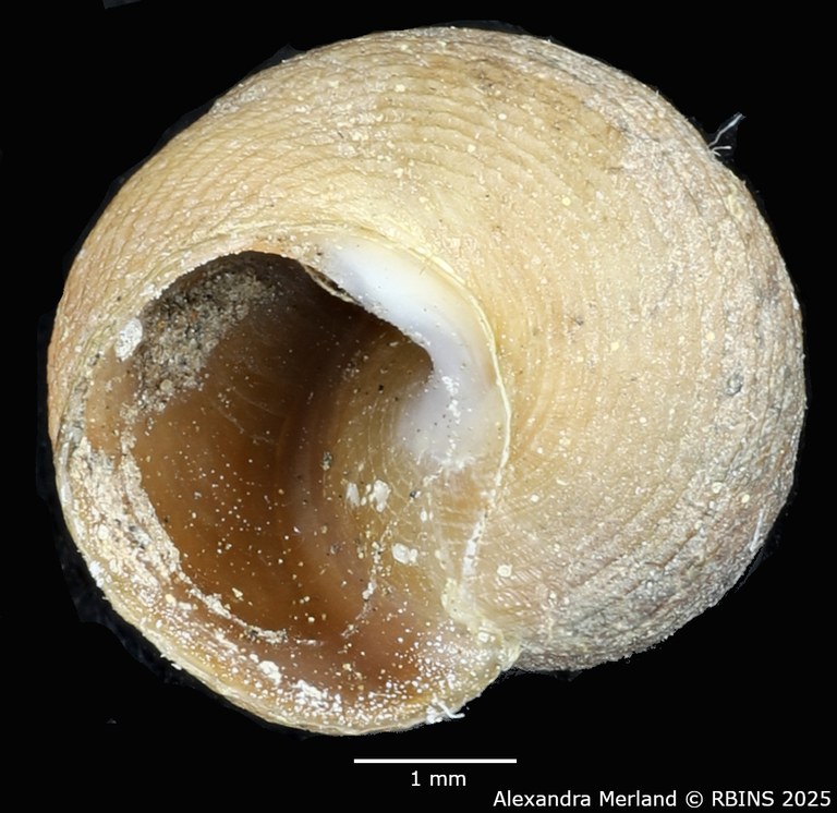 BE-RBINS-INV-MT-2127-Pseudogibbula-duponti-st-V.jpg