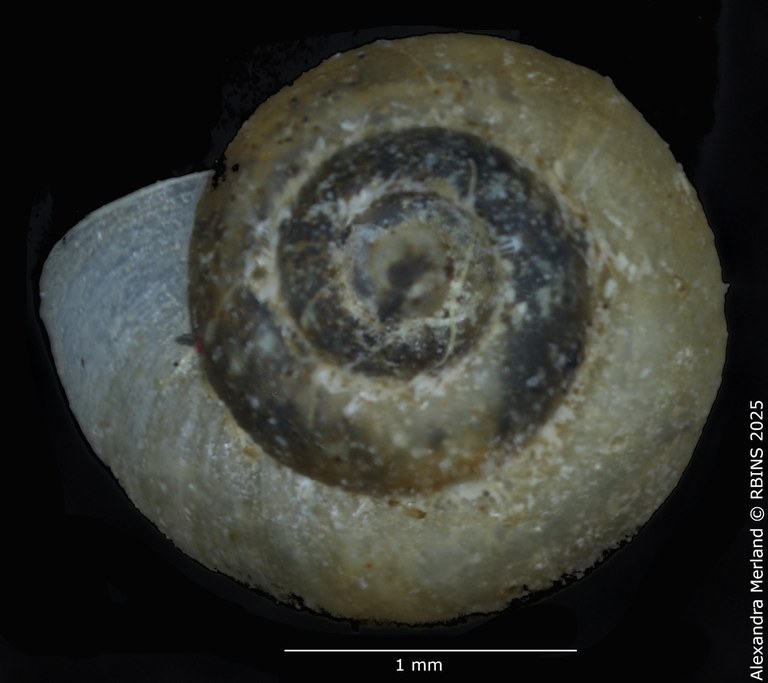 BE-RBINS-INV-MT-2104-Bithynia-meridionalis-type-D.jpg BE-RBINS-INV-MT-2104-Bithynia-meridionalis-type-D.jpg