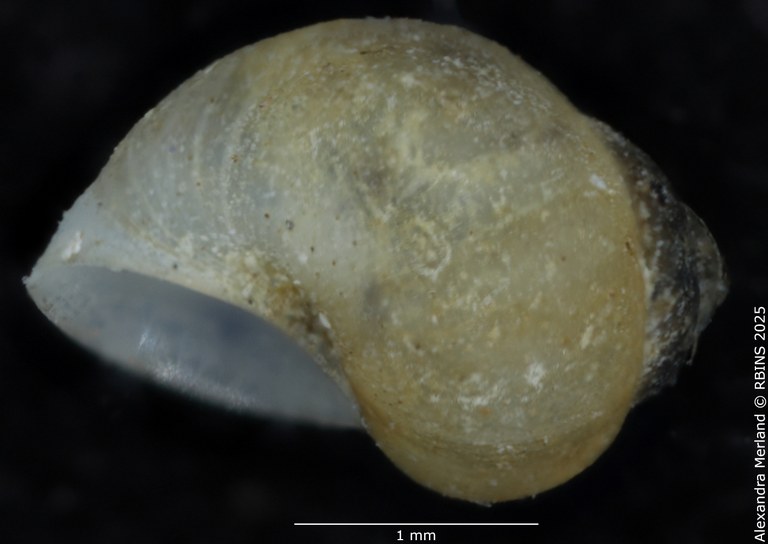 BE-RBINS-INV-MT-2104-Bithynia-meridionalis-type-L2.jpg BE-RBINS-INV-MT-2104-Bithynia-meridionalis-type-L2.jpg