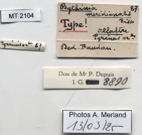 BE-RBINS-INV-MT-2104-Bithynia-meridionalis-type-label.jpg