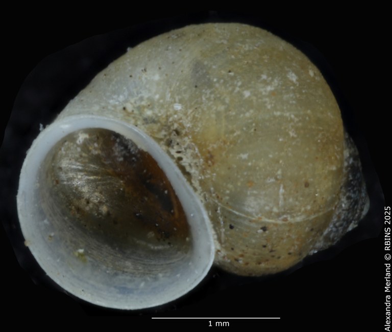 BE-RBINS-INV-MT-2104-Bithynia-meridionalis-type-V.jpg BE-RBINS-INV-MT-2104-Bithynia-meridionalis-type-V.jpg