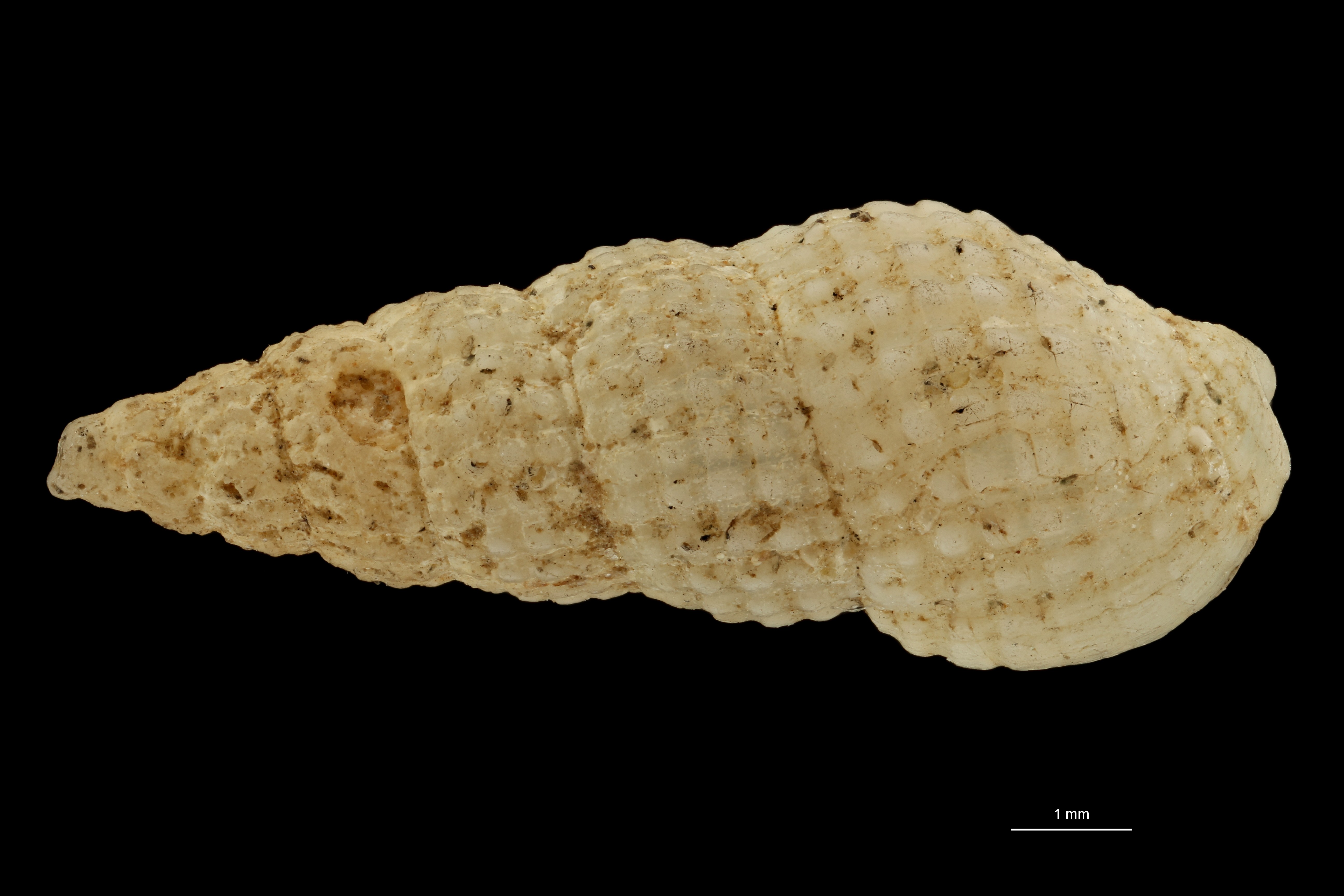 BE-RBINS-INV TYPE MT 613 Donovania candissima var. tenuisculpta DORSAL ZS PMax Scaled.jpg