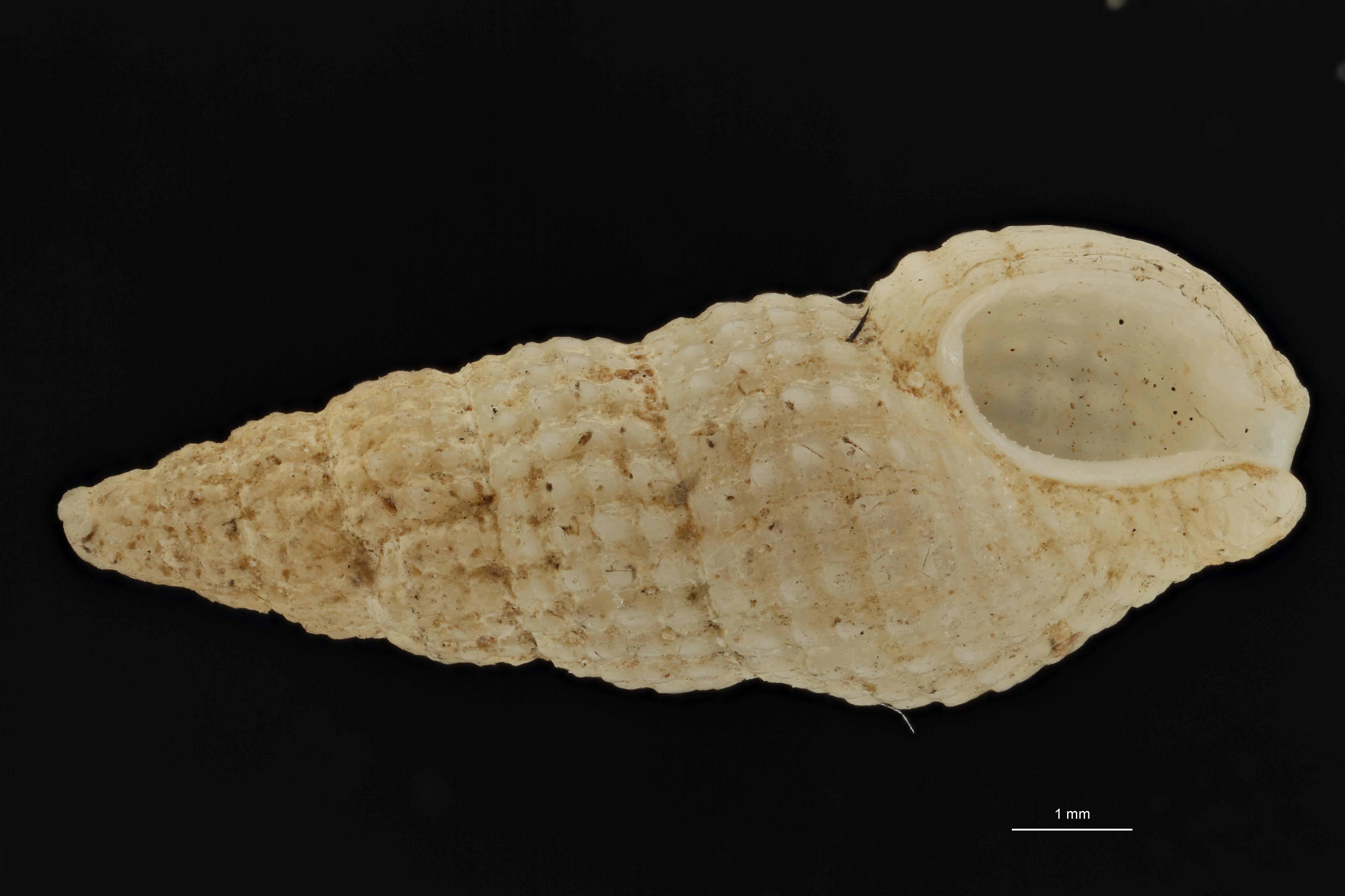 BE-RBINS-INV TYPE MT 613 Donovania candissima var. tenuisculpta VENTRAL ZS PMax Scaled.jpg