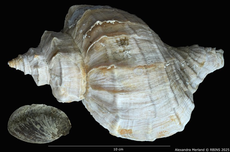 BE-RBINS-INV-MT-1584-Neptunea-polycostata-aino-pt-D.jpg