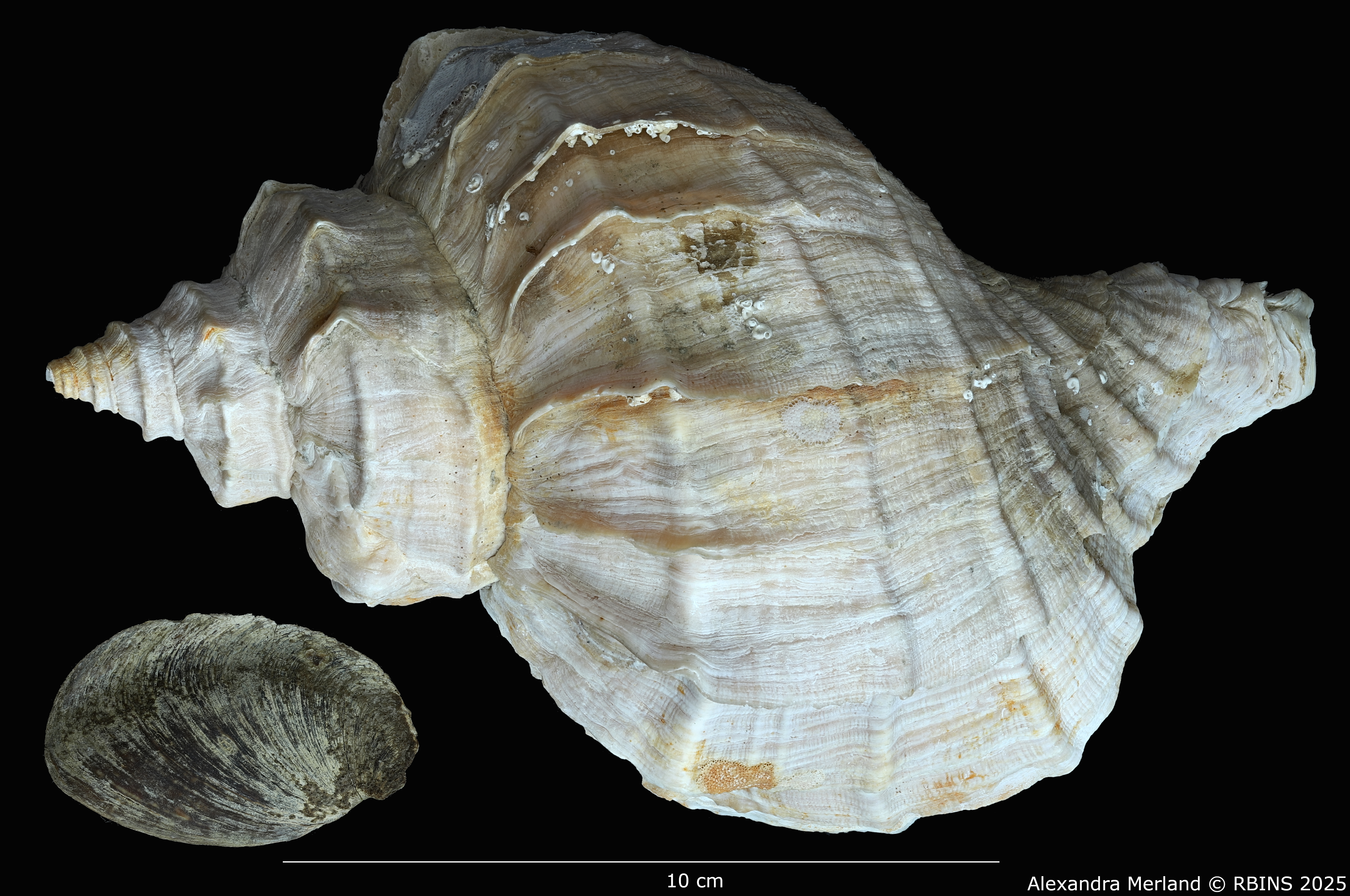 BE-RBINS-INV-MT-1584-Neptunea-polycostata-aino-pt-D.jpg