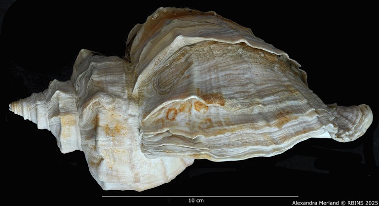 BE-RBINS-INV-MT-1584-Neptunea-polycostata-aino-pt-L.jpg