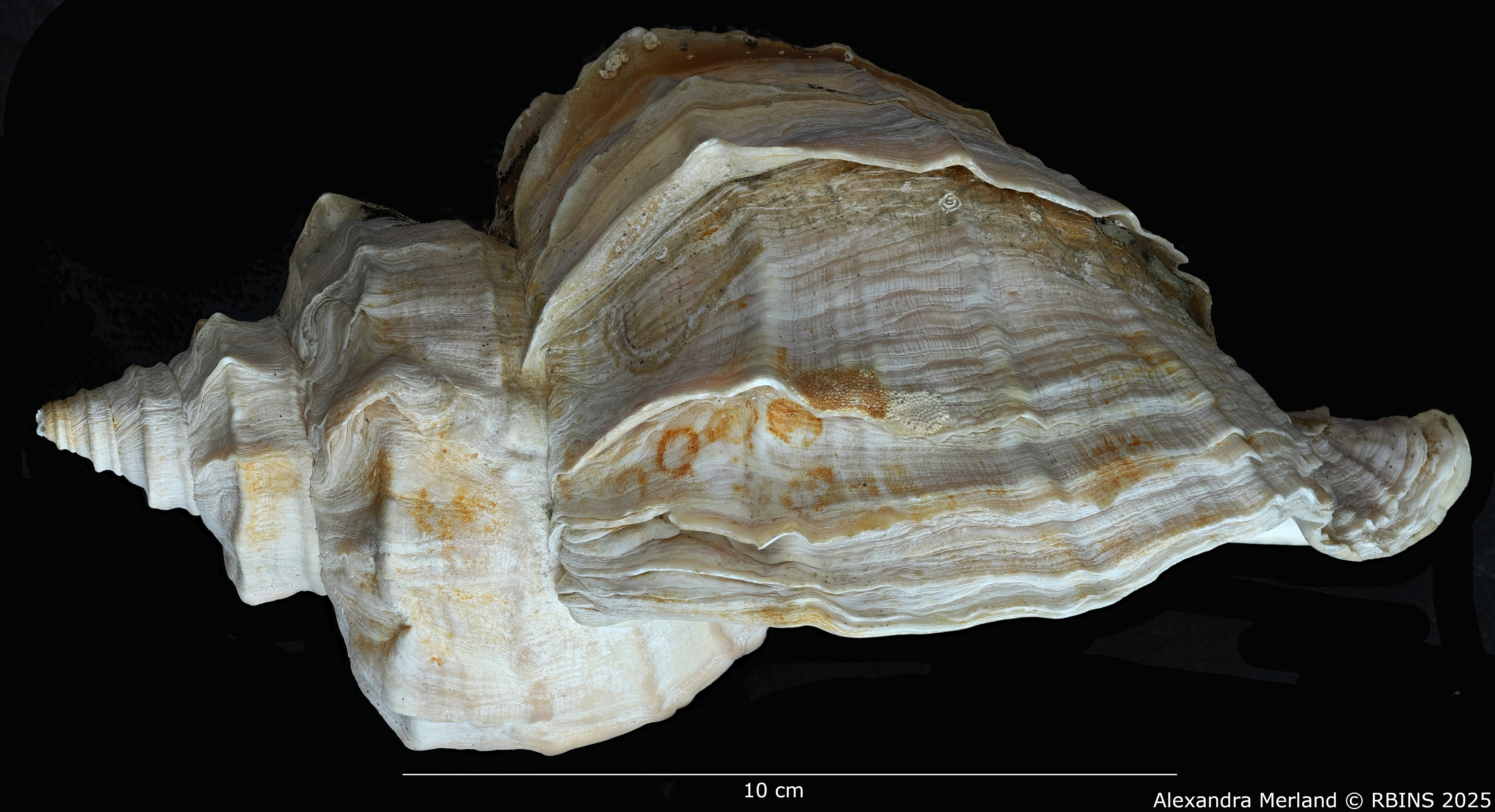 BE-RBINS-INV-MT-1584-Neptunea-polycostata-aino-pt-L.jpg