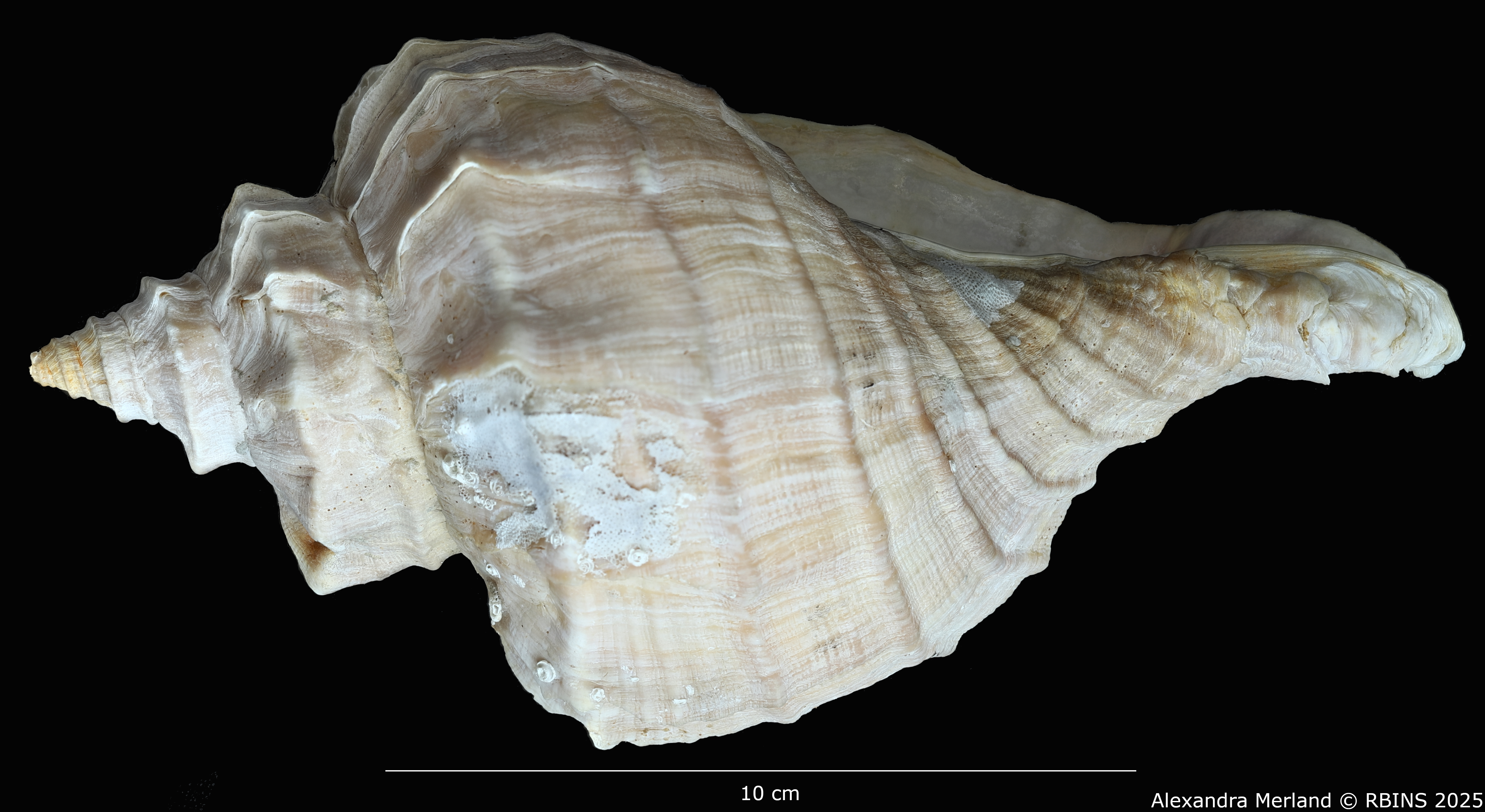 BE-RBINS-INV-MT-1584-Neptunea-polycostata-aino-pt-L2.jpg