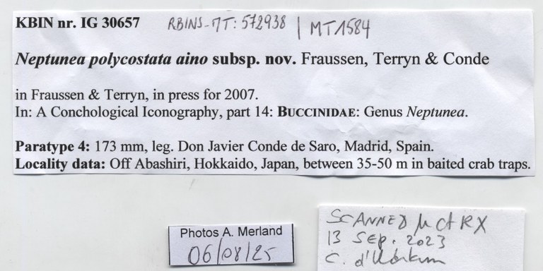 BE-RBINS-INV-MT-1584-Neptunea-polycostata-aino-pt-label.jpg