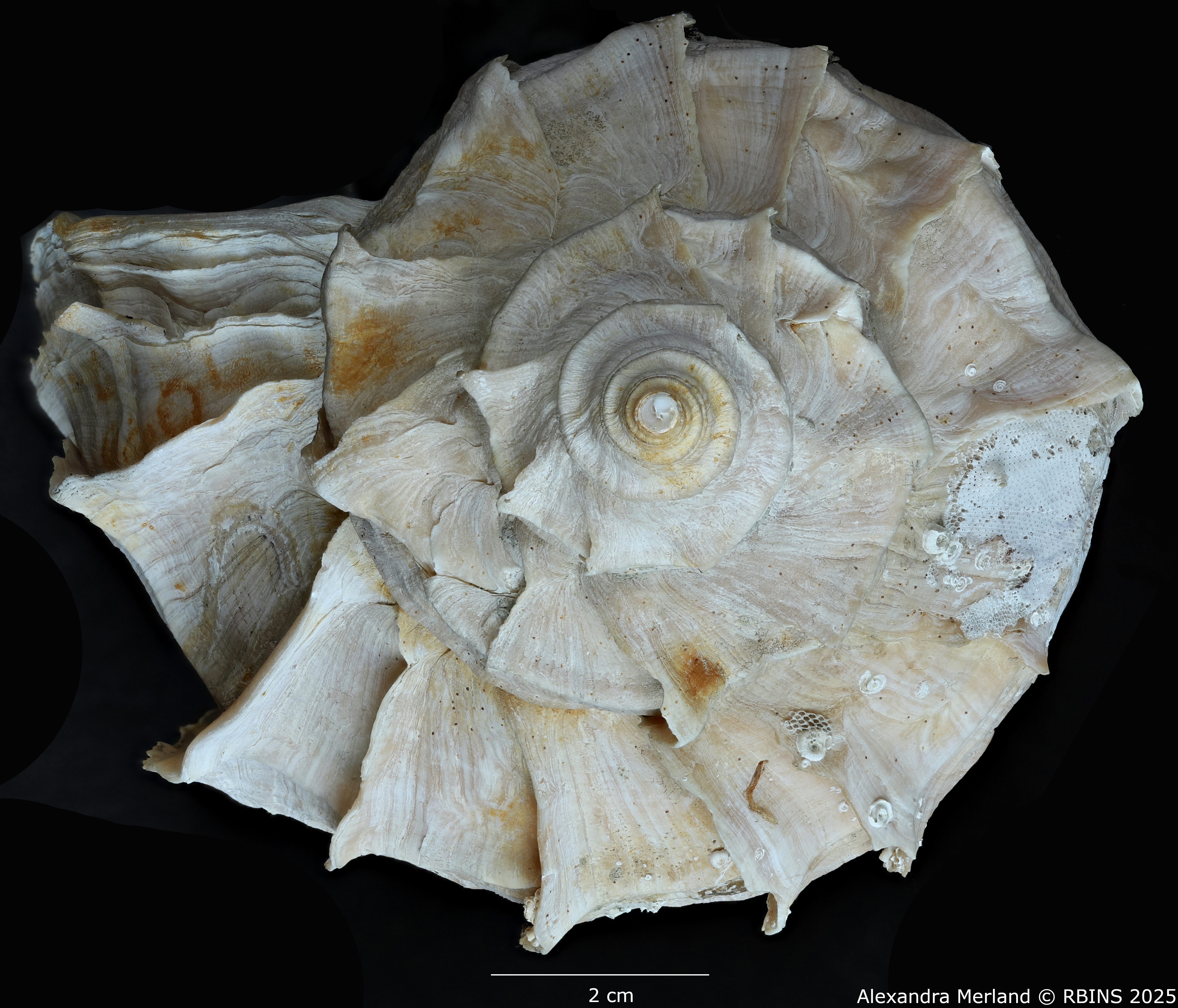 BE-RBINS-INV-MT-1584-Neptunea-polycostata-aino-pt-Top.jpg