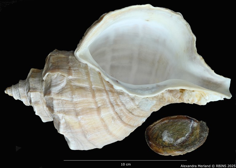 BE-RBINS-INV-MT-1584-Neptunea-polycostata-aino-pt-V.jpg