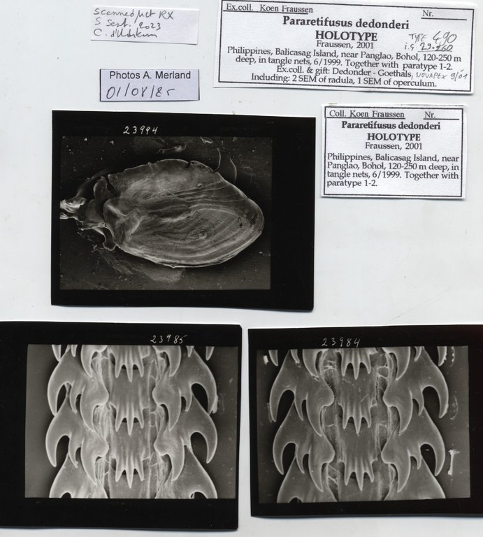 BE-RBINS-INV-MT-490-Pararetifusus-dedonderi-ht-label.jpg