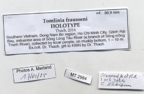 BE-RBINS-INV-MT-2984-Tomlinia frausseni-ht-label.jpg