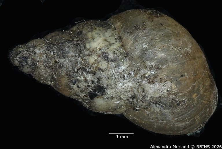 BE-RBINS-INV-MT-2559-Buliminus-affinis-type-D.jpg
