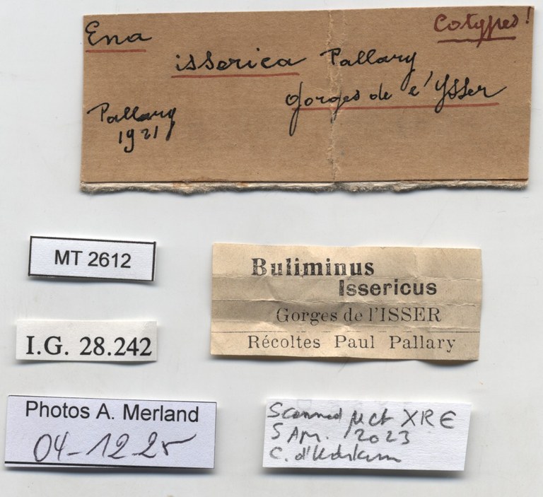 BE-RBINS-INV-MT-2612-Buliminus-issericus-ct-label.jpg