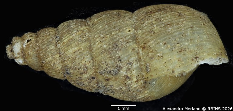 BE-RBINS-INV-MT-1408-Buliminus-stuhlmanni-type-L.jpg