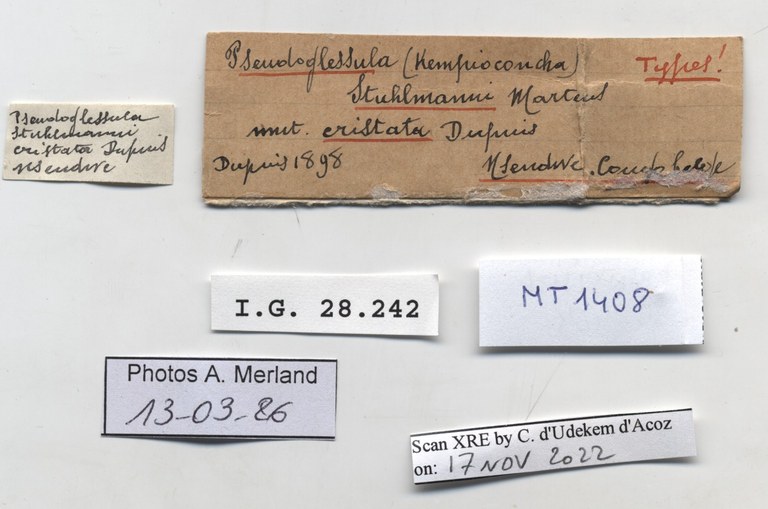 BE-RBINS-INV-MT-1408-Buliminus-stuhlmanni-type-label.jpg