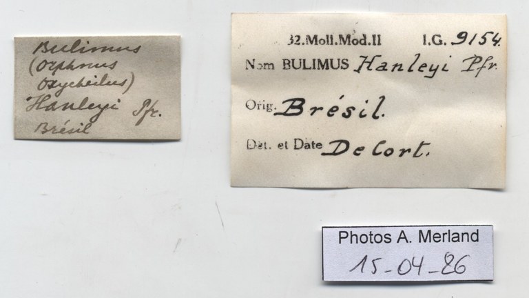 BE-RBINS-INV-HIST-1072-Bulimus-hanleyi-nt-label.jpg
