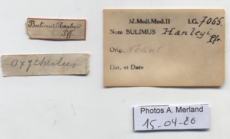 BE-RBINS-INV-HIST-1073-Bulimus-hanleyi-nt-label.jpg