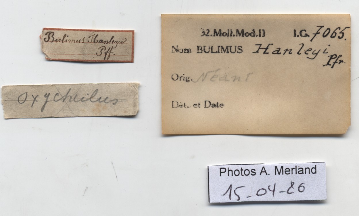BE-RBINS-INV-HIST-1073-Bulimus-hanleyi-nt-label.jpg