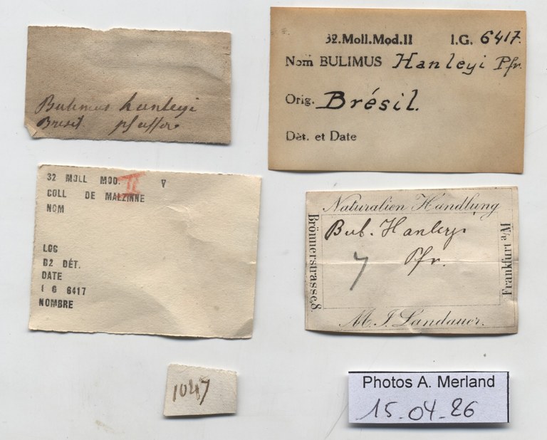 BE-RBINS-INV-HIST-1074-Bulimus-hanleyi-nt-label.jpg