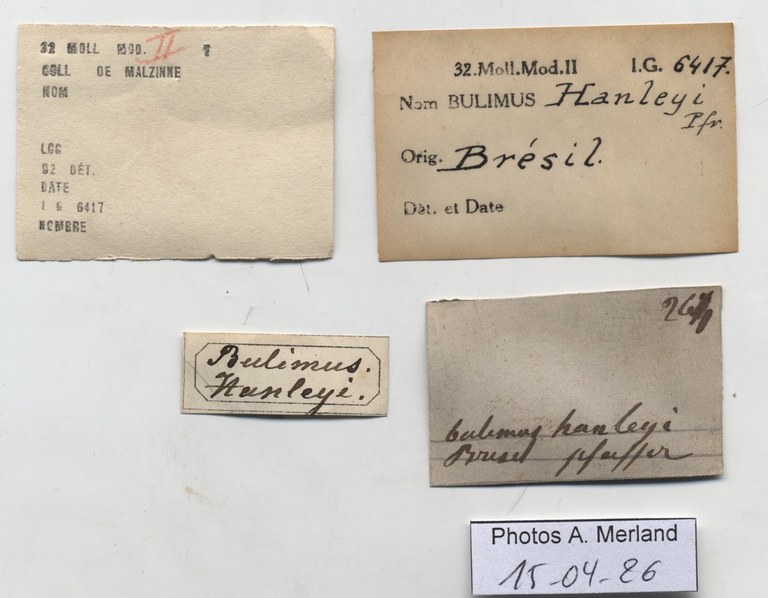 BE-RBINS-INV-HIST-1075-Bulimus-hanleyi-nt-label.jpg