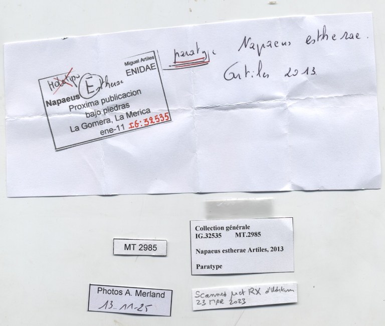 BE-RBINS-INV-MT-2985-Napaeus-estherae-pt-label.jpg