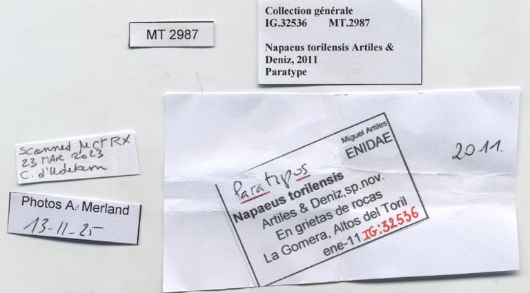 BE-RBINS-INV-MT-2987-Napaeus-torilensis-pt-label.jpg