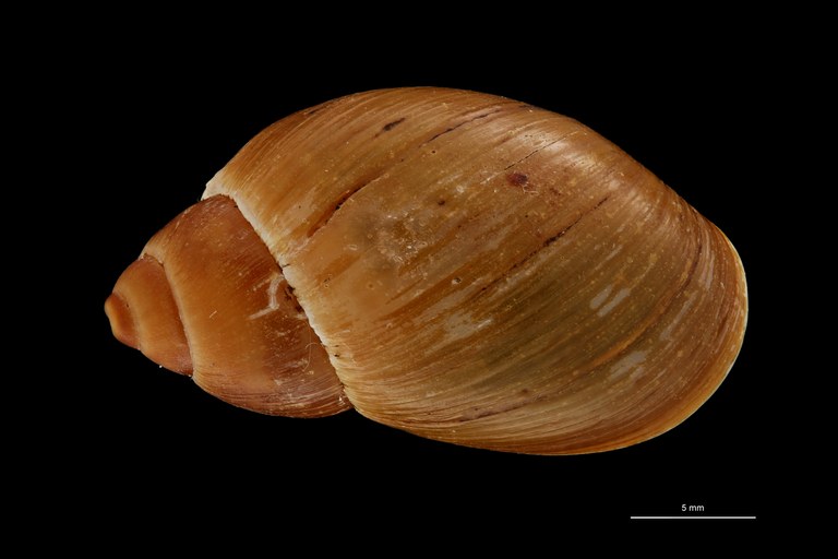 BE-RBINS-INV HOLOTYPE MT 668 Plekocheilus (Eurytus) dalmasi DORSAL ZS PMax Scaled.jpg BE-RBINS-INV HOLOTYPE MT 668 Plekocheilus (Eurytus) dalmasi DORSAL ZS PMax Scaled.jpg