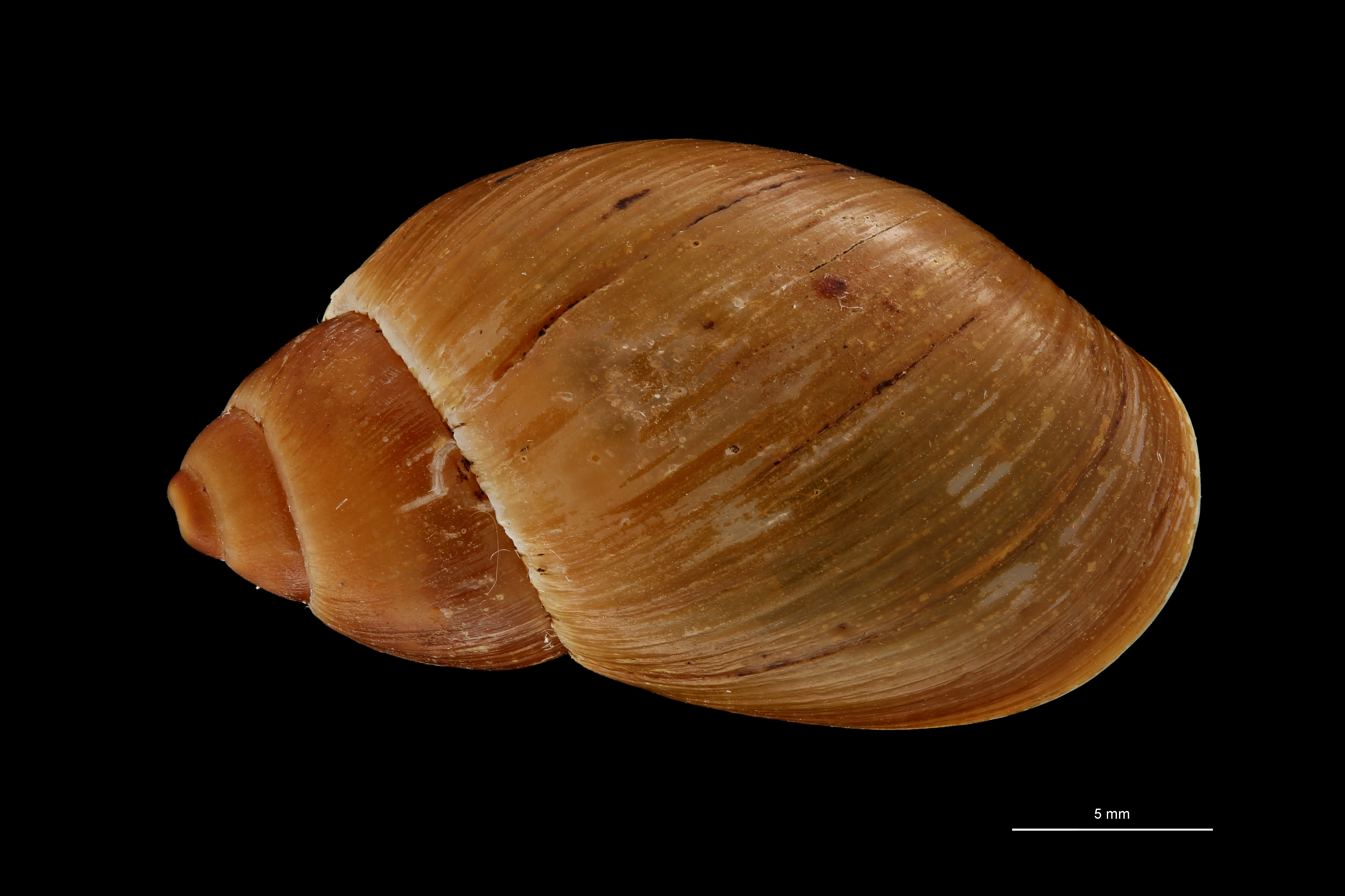 BE-RBINS-INV HOLOTYPE MT 668 Plekocheilus (Eurytus) dalmasi DORSAL ZS PMax Scaled.jpg