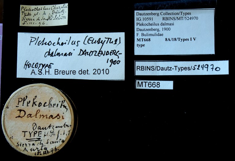 BE-RBINS-INV HOLOTYPE MT 668 Plekocheilus (Eurytus) dalmasi LABELS.jpg BE-RBINS-INV HOLOTYPE MT 668 Plekocheilus (Eurytus) dalmasi LABELS.jpg