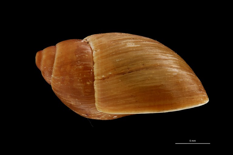 BE-RBINS-INV HOLOTYPE MT 668 Plekocheilus (Eurytus) dalmasi LATERAL ZS PMax Scaled.jpg BE-RBINS-INV HOLOTYPE MT 668 Plekocheilus (Eurytus) dalmasi LATERAL ZS PMax Scaled.jpg