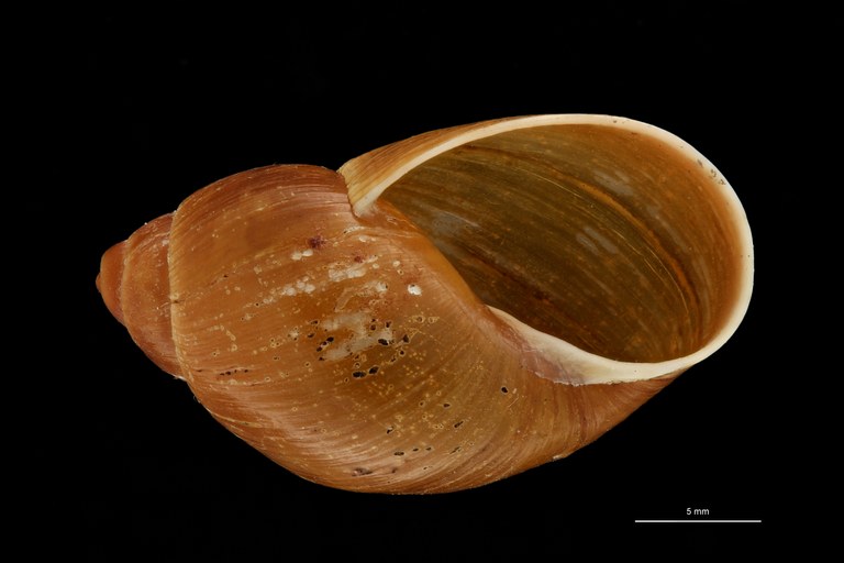 BE-RBINS-INV HOLOTYPE MT 668 Plekocheilus (Eurytus) dalmasi VENTRAL ZS PMax Scaled.jpg BE-RBINS-INV HOLOTYPE MT 668 Plekocheilus (Eurytus) dalmasi VENTRAL ZS PMax Scaled.jpg