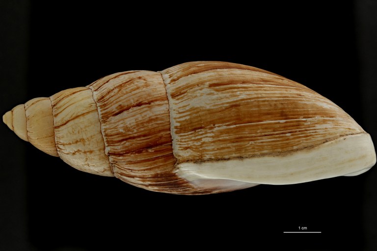 BE-RBINS-INV TYPE MT 702 Placostylus porphyrostomus var. elata LATERAL ZS PMax Scaled.jpg